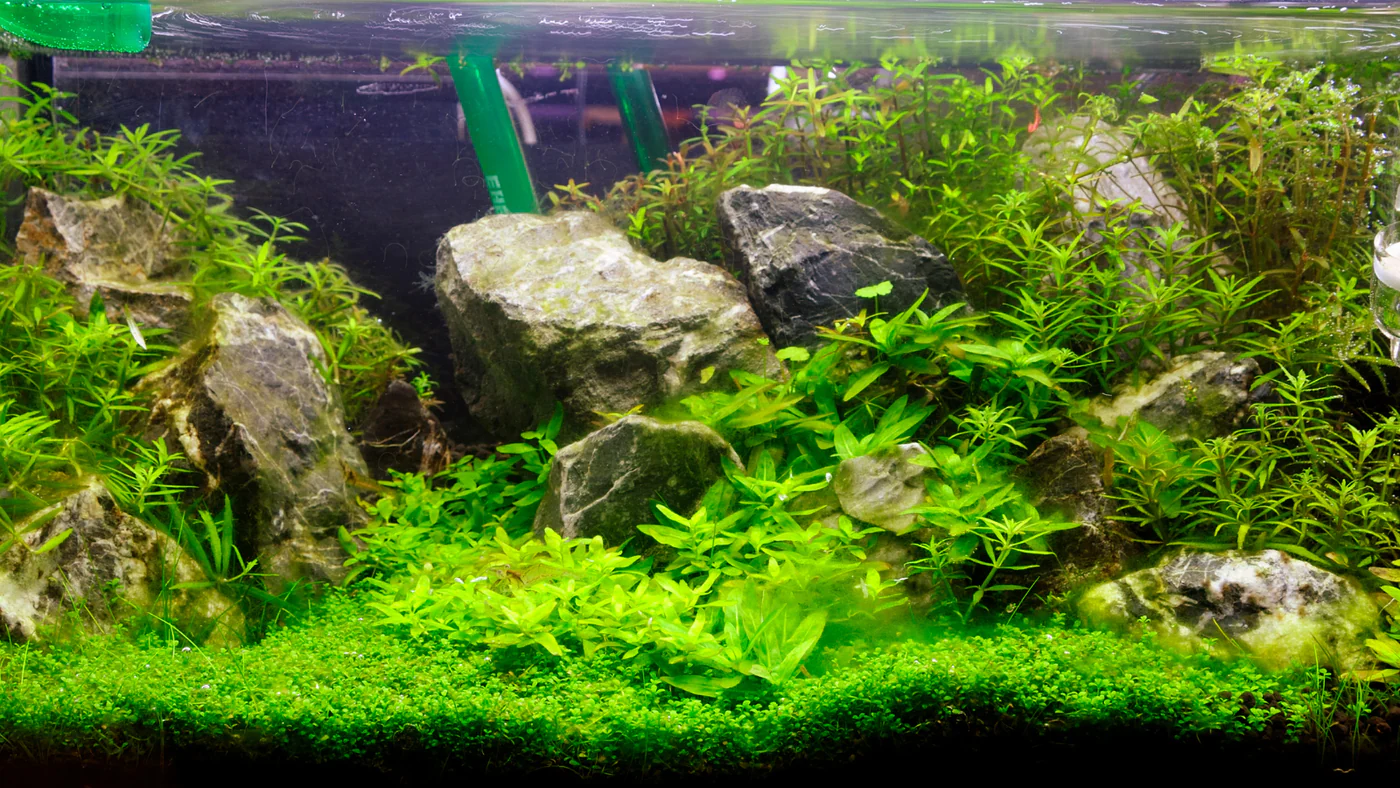 aquarium carpet plants low light
