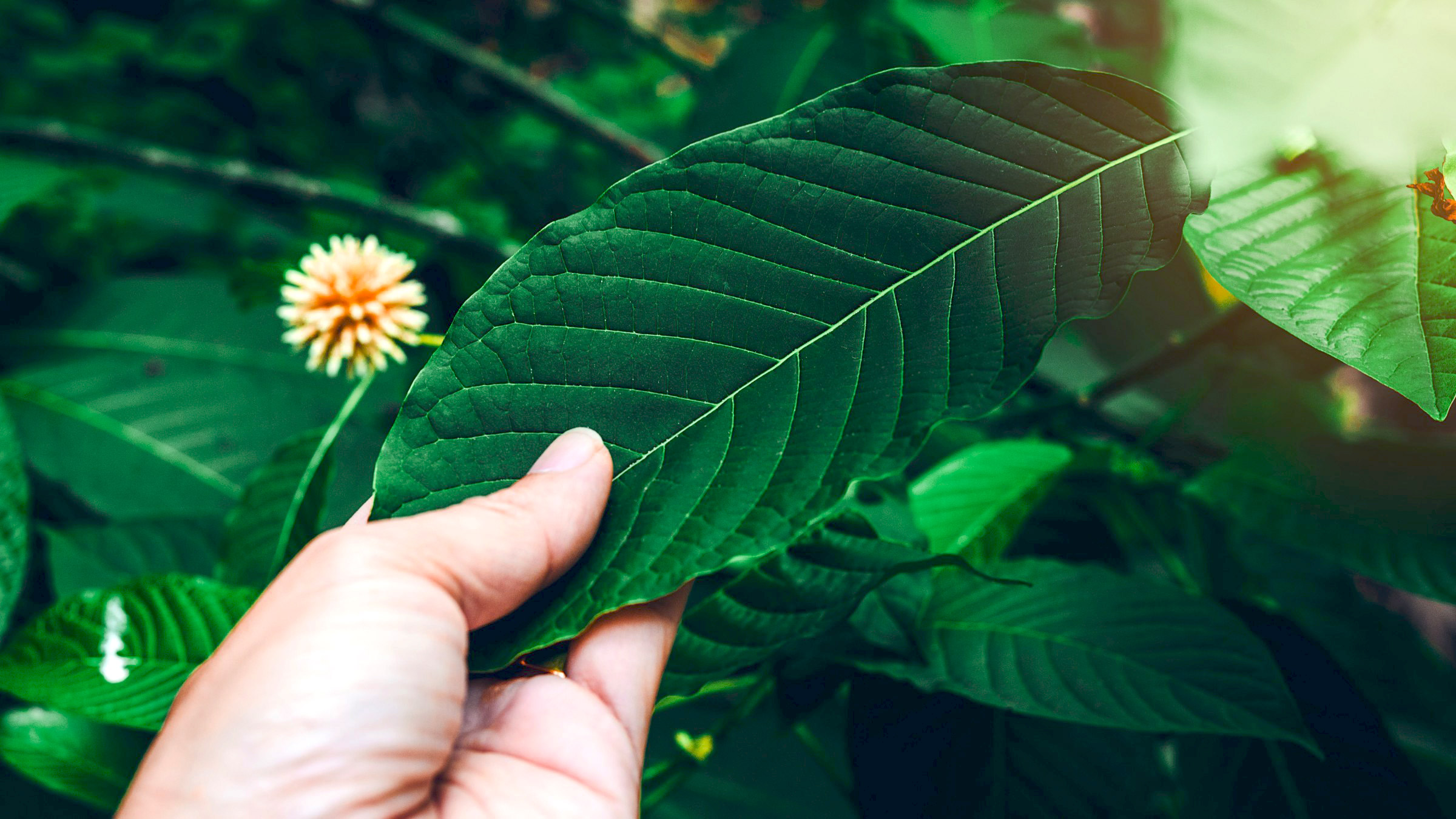 kratom strains