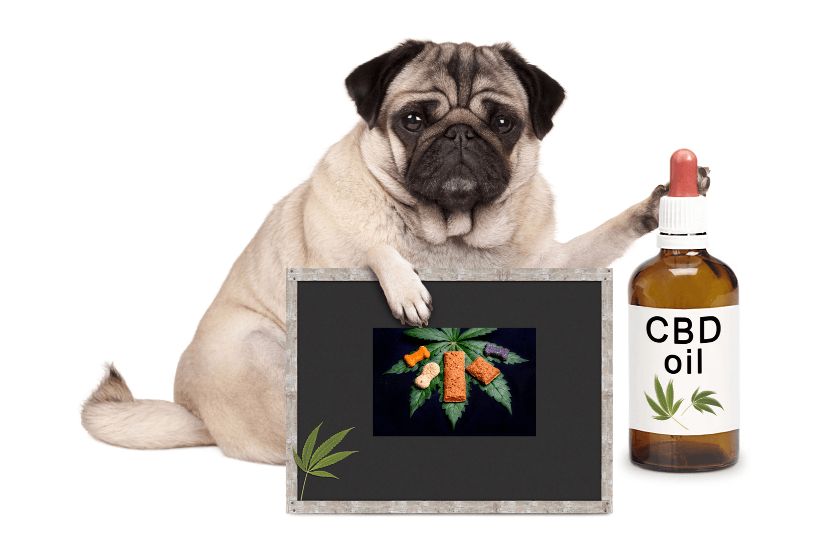 best cbd oil for dogs