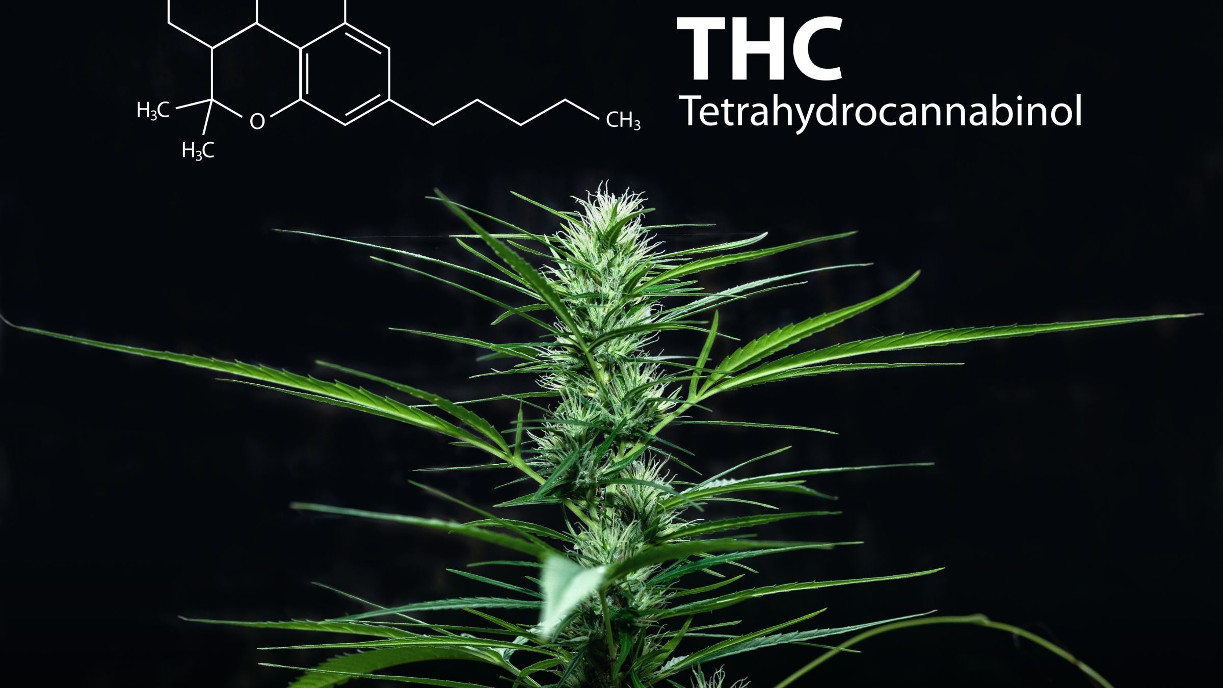 Wellness Beyond Boundaries: Discovering Delta 9 THC's Potential
